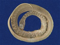 藏品(臭青公)的圖片